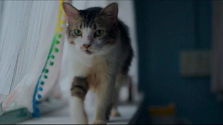 Max, Min and Meowzaki - Siddharth Menon and the Grief He Cannot Name